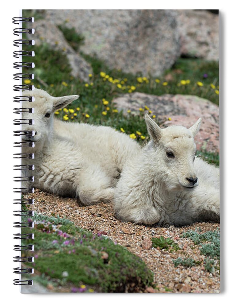 Goats Spiral Notebook featuring the photograph Young Mountain Goats by Gary Kochel