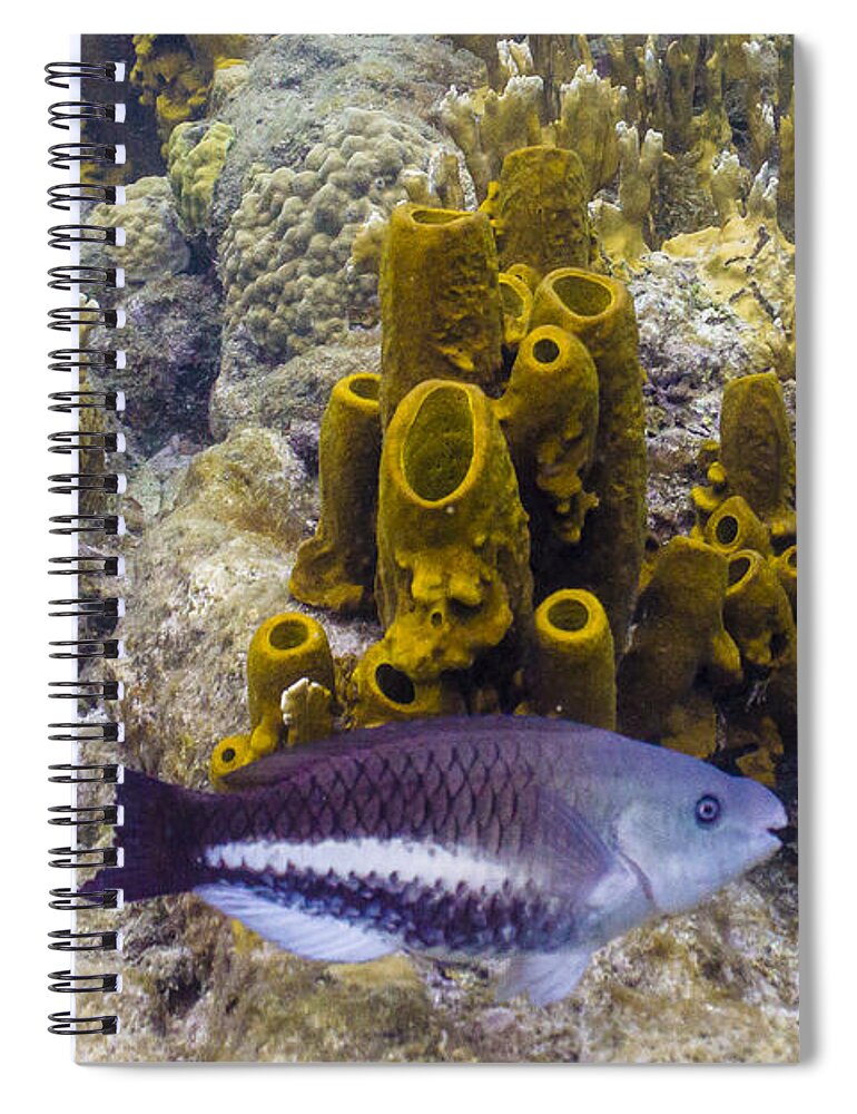 Ocean Spiral Notebook featuring the photograph Young Queen by Lynne Browne