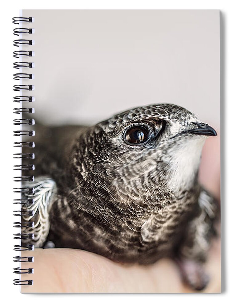 Swift Spiral Notebook featuring the photograph Young Swift by Nailia Schwarz