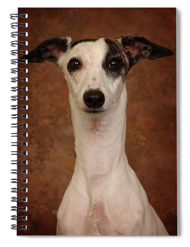 Whippet Spiral Notebook featuring the photograph Young Whippet by Greg and Chrystal Mimbs