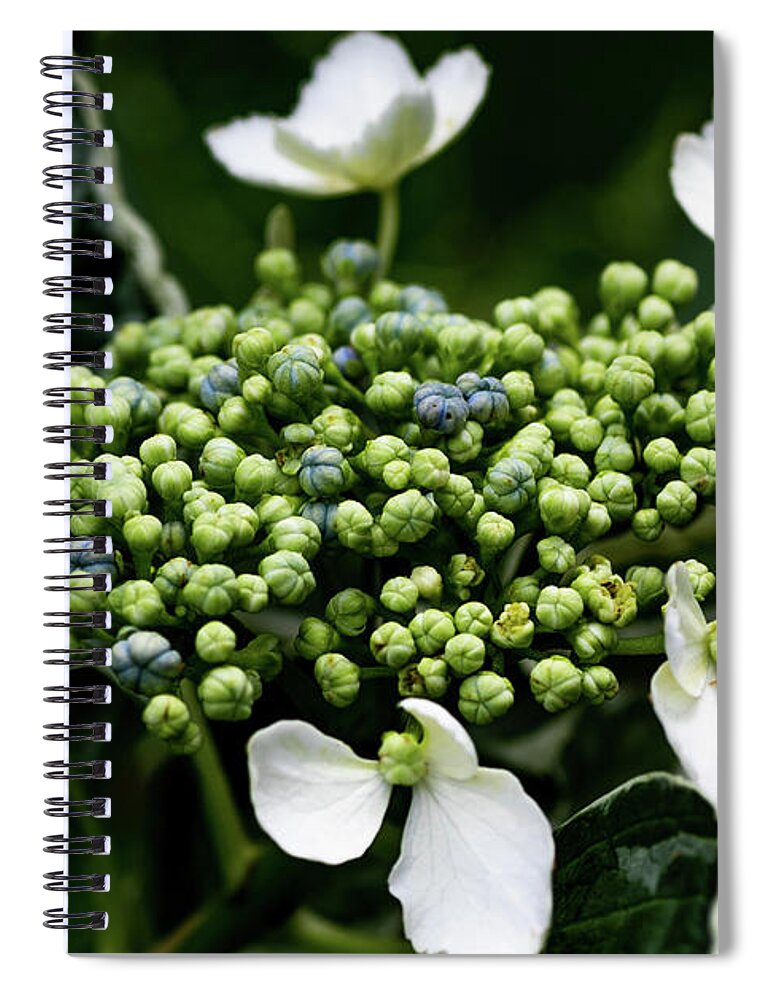Flower Spiral Notebook featuring the digital art Young White Lace Hydrangea by Ed Stines