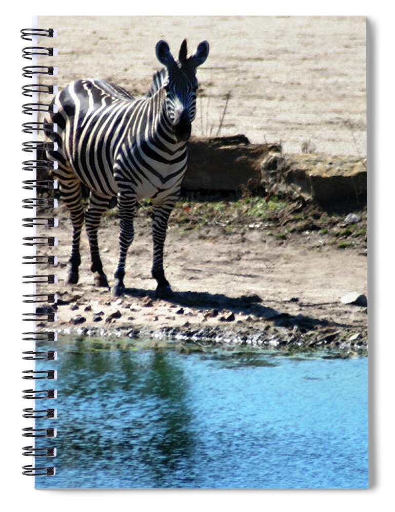 Zebra Spiral Notebook featuring the mixed media Zebra at the watering hole by Steve Karol