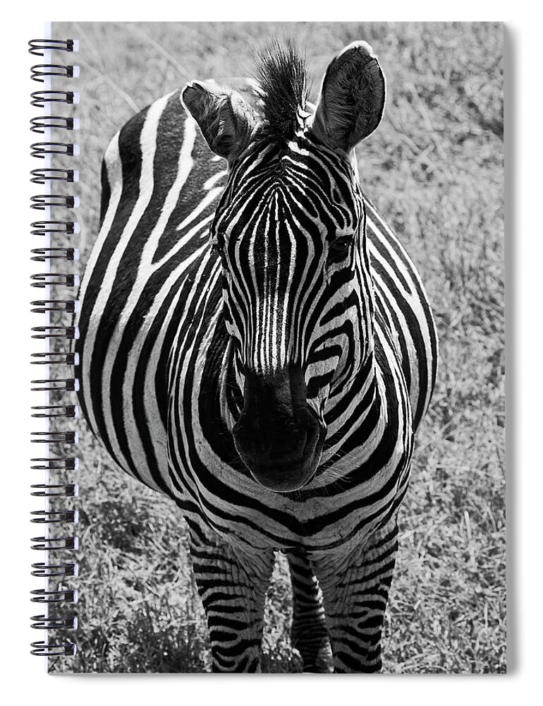 Zebra Close-up Spiral Notebook featuring the photograph Zebra Close-up by Sally Weigand