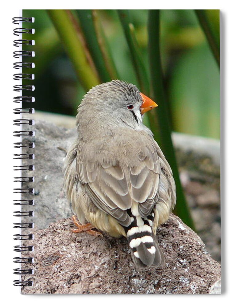 Bird Spiral Notebook featuring the photograph Zebra Finch by Valerie Ornstein