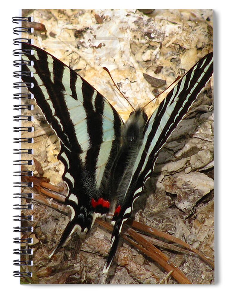 Butterfly Spiral Notebook featuring the photograph Zebra Swallowtail by Donna Brown