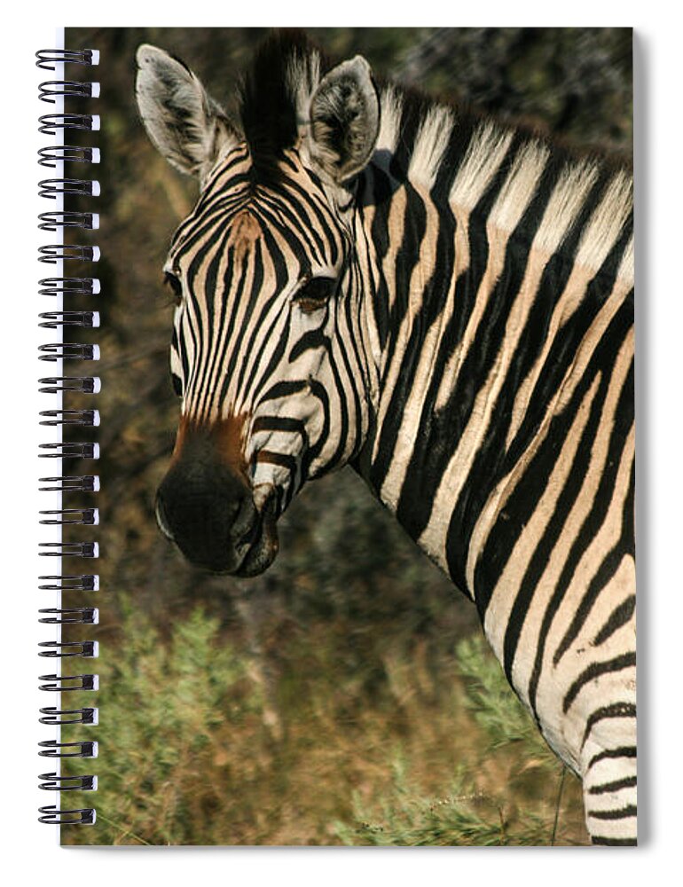 Karen Zuk Rosenblatt Art And Photography Spiral Notebook featuring the painting Zebra Watching by Karen Zuk Rosenblatt