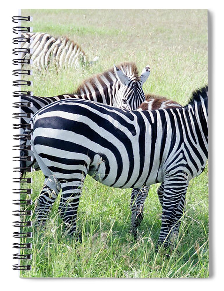 Wildlife Spiral Notebook featuring the photograph Zebras in Serengeti by Pravine Chester