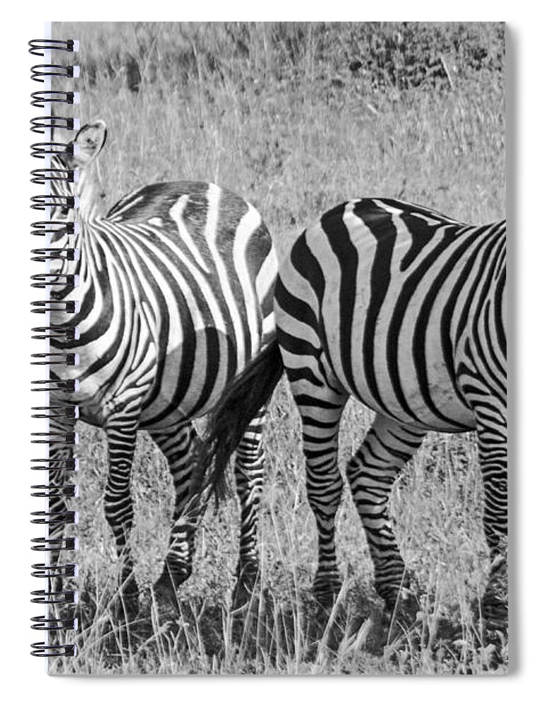 Zebras Spiral Notebook featuring the photograph Zebras in thought by Pravine Chester