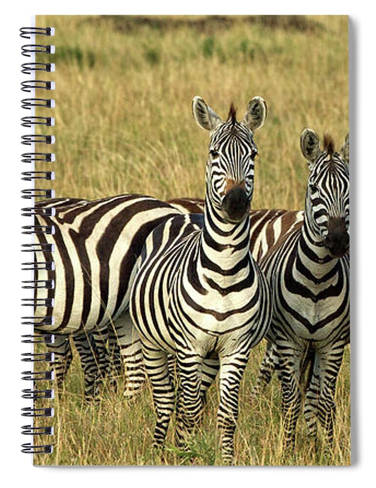 Zebras Spiral Notebook featuring the photograph Zebras on Alert by Steven Upton