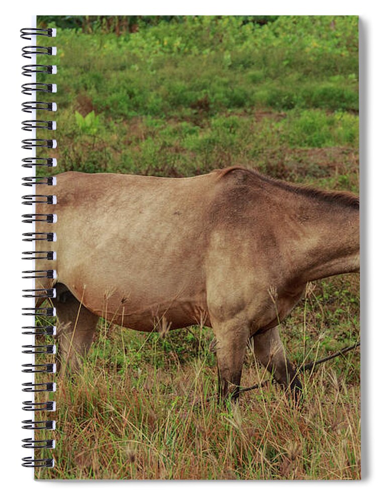 Child Spiral Notebook featuring the photograph A Mother Horse #1 by Mangge Totok