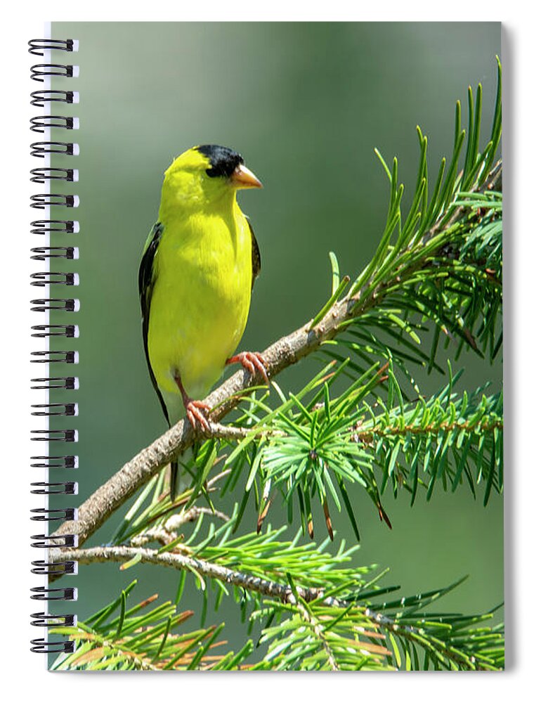 Bird Spiral Notebook featuring the photograph American Goldfinch by Cathy Kovarik