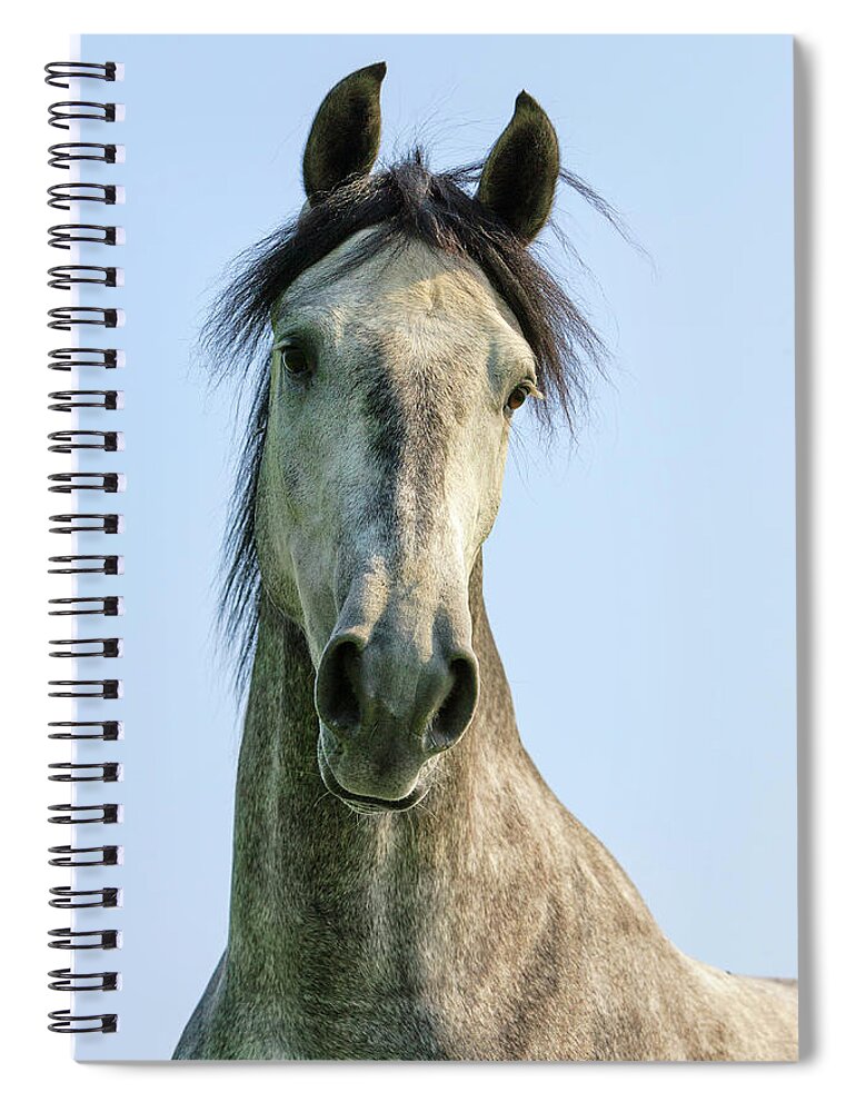 Heike Odermatt Spiral Notebook featuring the photograph Andalusian Horse Portrait #1 by Heike Odermatt