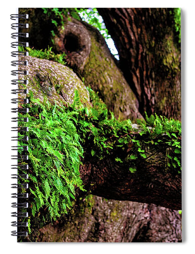 Angel Spiral Notebook featuring the photograph Angel Oak Tree Branches #1 by Louis Dallara