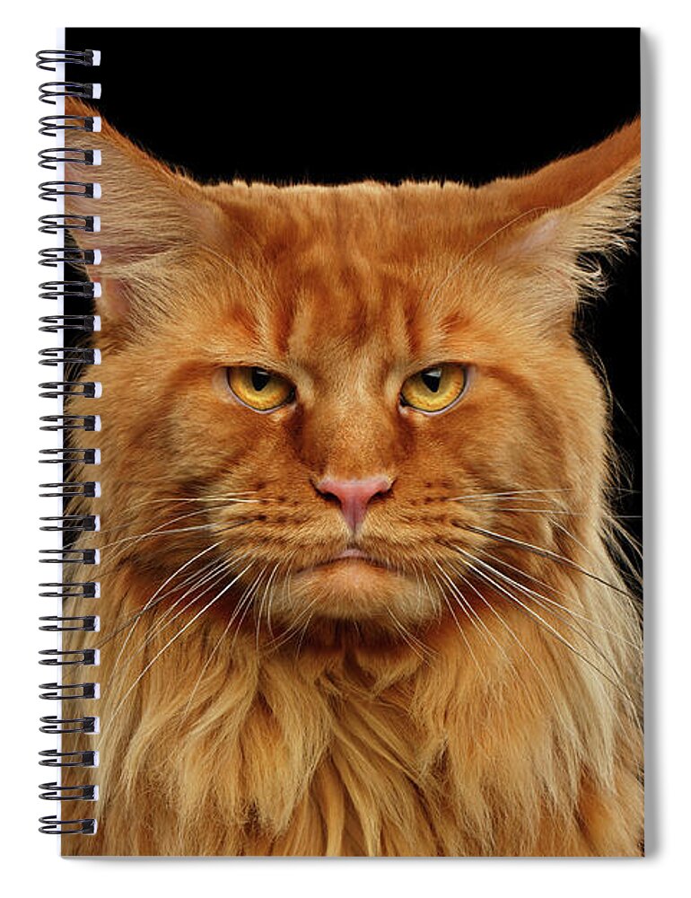 #faatoppicks Spiral Notebook featuring the photograph Angry Ginger Maine Coon Cat Gazing on Black background #2 by Sergey Taran