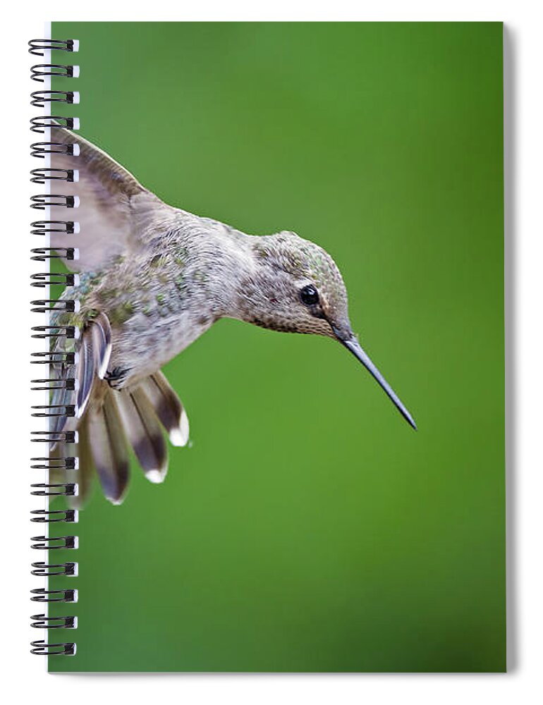 Animal Themes Spiral Notebook featuring the photograph Annas Hummingbird #1 by Mallardg500