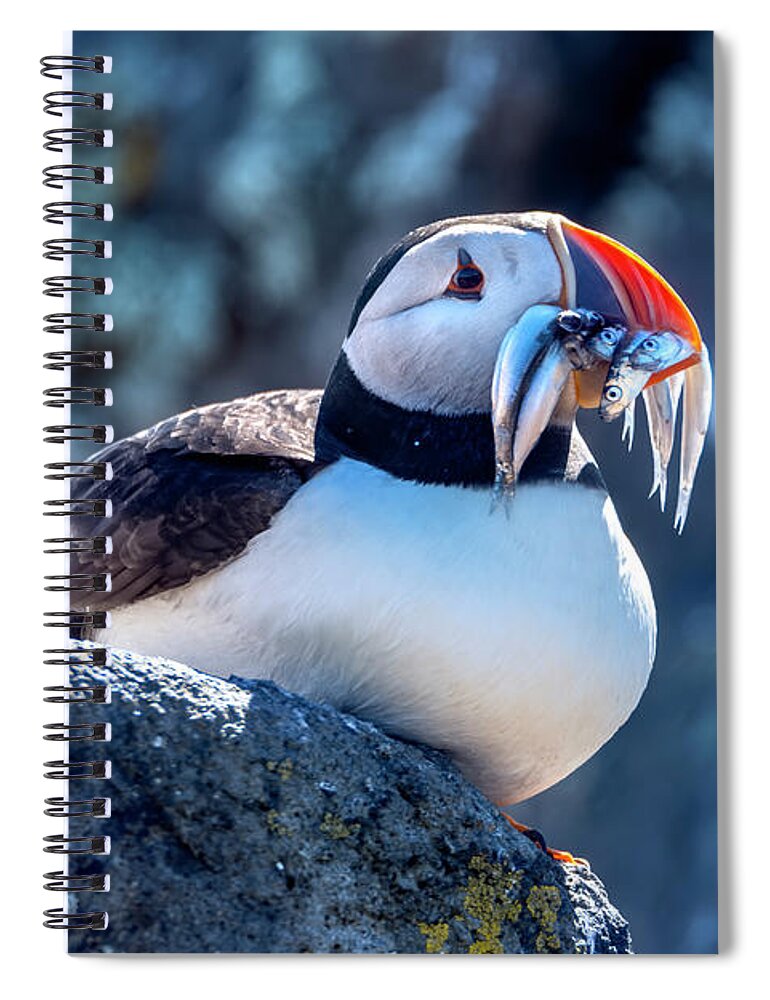 Puffin Spiral Notebook featuring the photograph Atlantic Puffin #1 by Kuni Photography