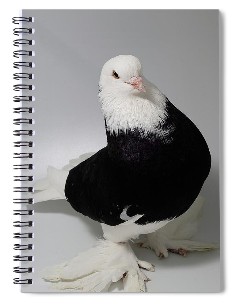 Pigeon Spiral Notebook featuring the photograph Bald Headed West of England Tumbler #1 by Nathan Abbott