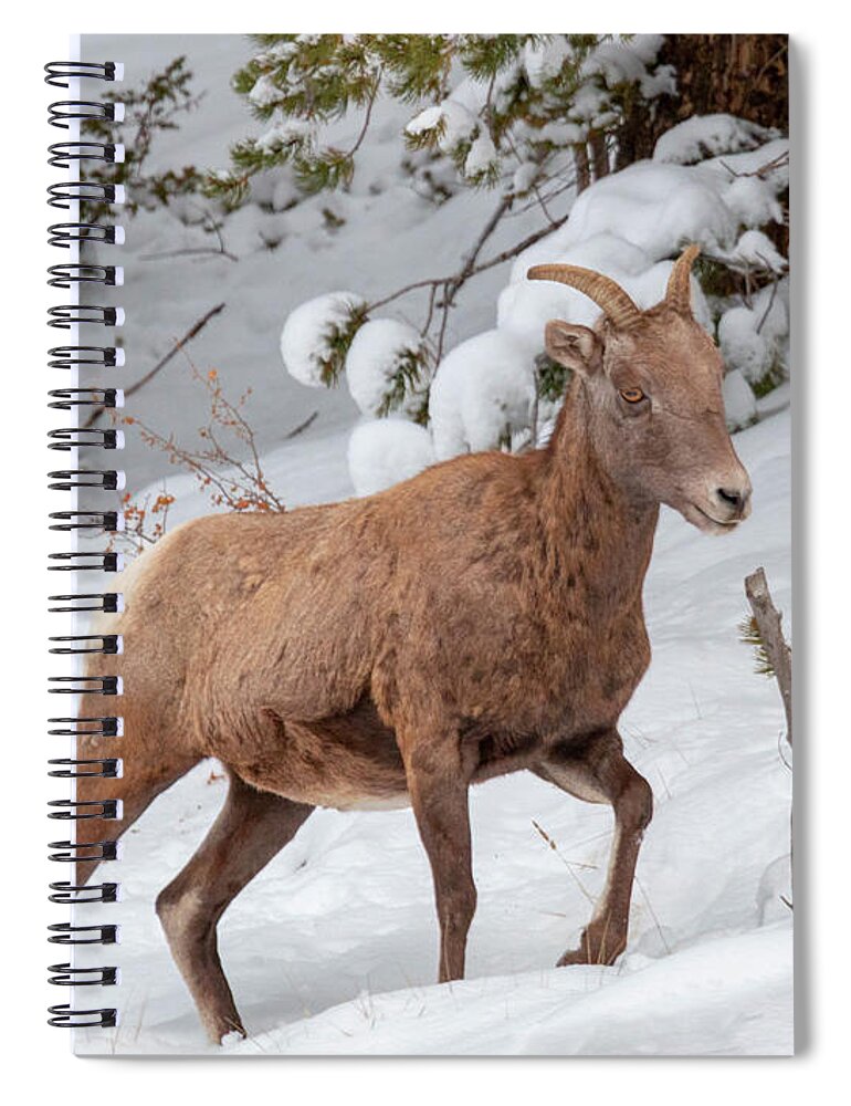 Wildlife Spiral Notebook featuring the photograph Bighorn Sheep in Deep Snow #1 by Steven Krull