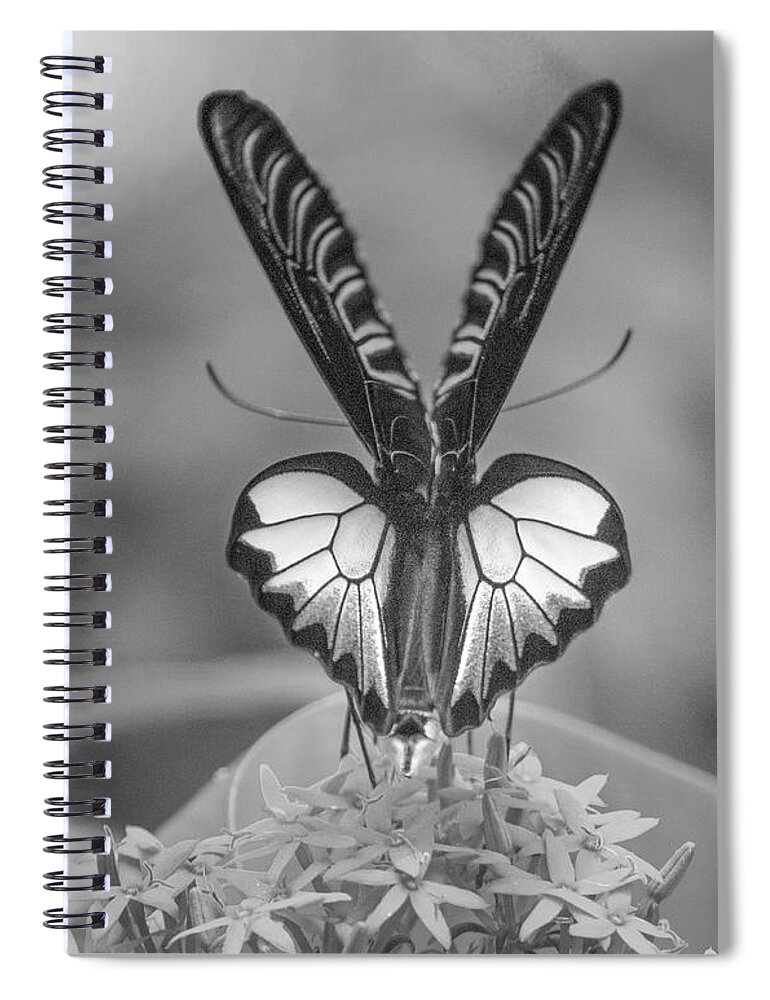 Disk1215 Spiral Notebook featuring the photograph Birdwing Butterfly #1 by Tim Fitzharris
