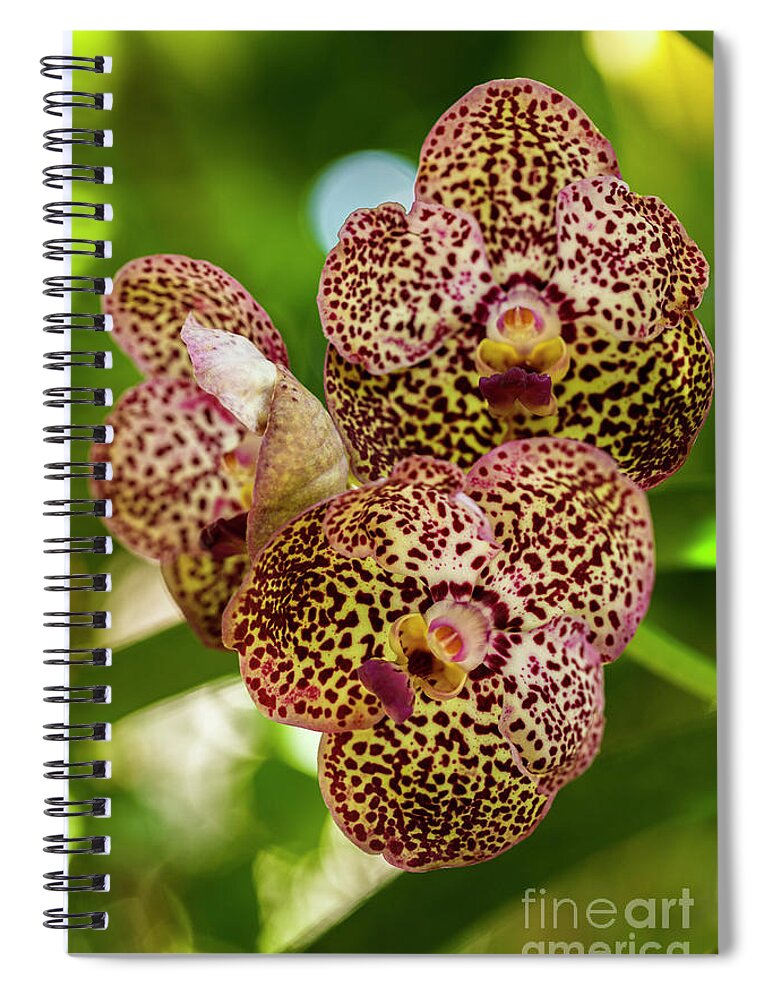 Ascda Kulwadee Fragrance Spiral Notebook featuring the photograph Black Spotted Vanda Orchid Flowers #1 by Raul Rodriguez