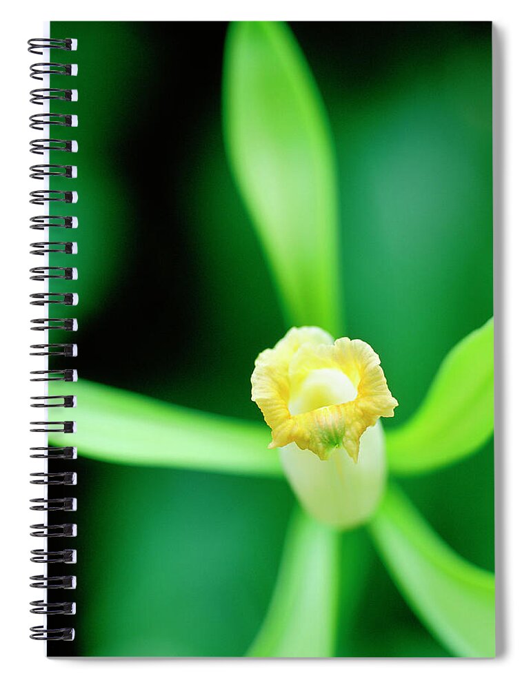 Vanilla Spiral Notebook featuring the photograph Blooming Flower #1 by Micha Pawlitzki