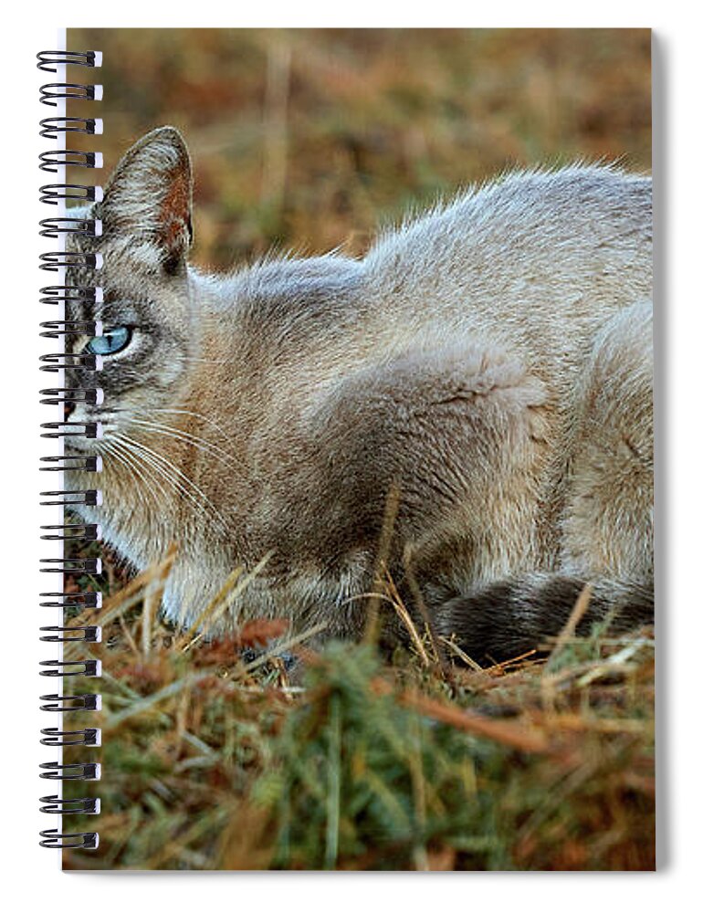 Striped Spiral Notebook featuring the photograph Blue-eyed Cat Looking into Your Eyes #1 by Pablo Avanzini