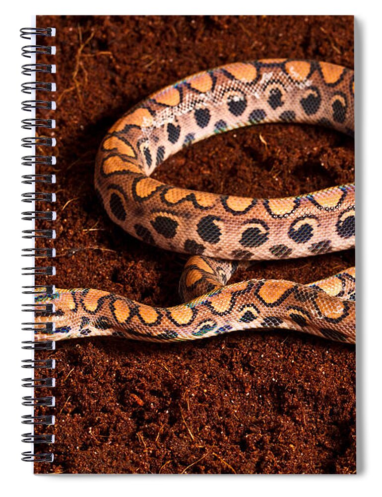 Animal Spiral Notebook featuring the photograph Brazilian Rainbow Boa #1 by David Kenny