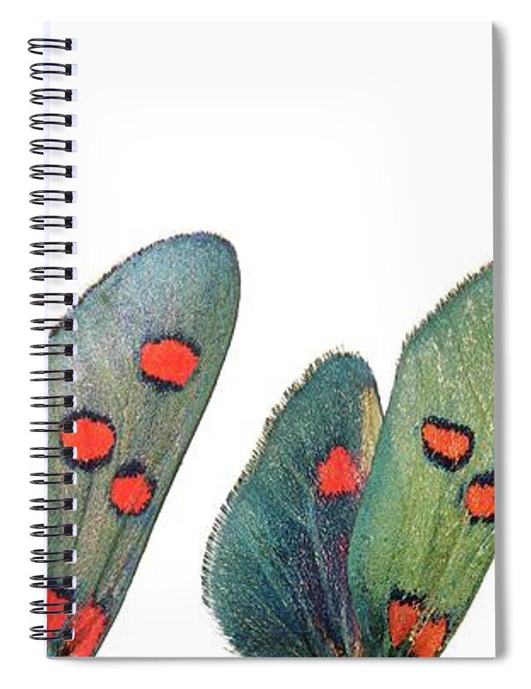 Specimen Spiral Notebook featuring the photograph Burnet moth wings by Martinez Clavel
