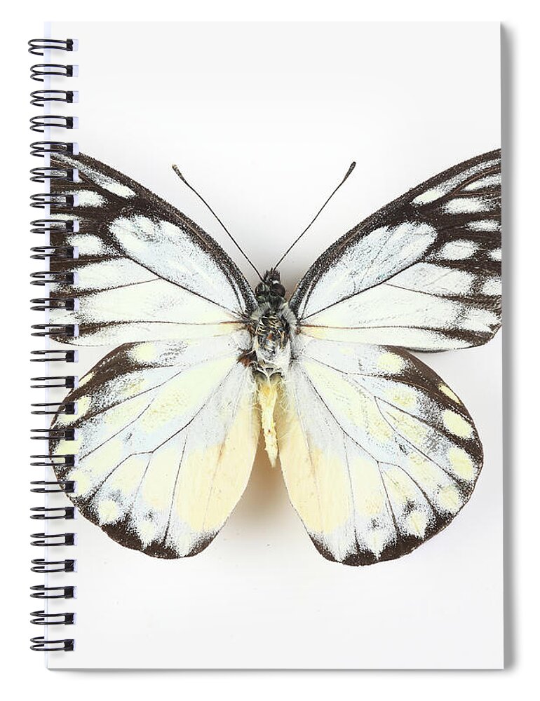 White Background Spiral Notebook featuring the photograph Butterfly Isolated On White #1 by Real444