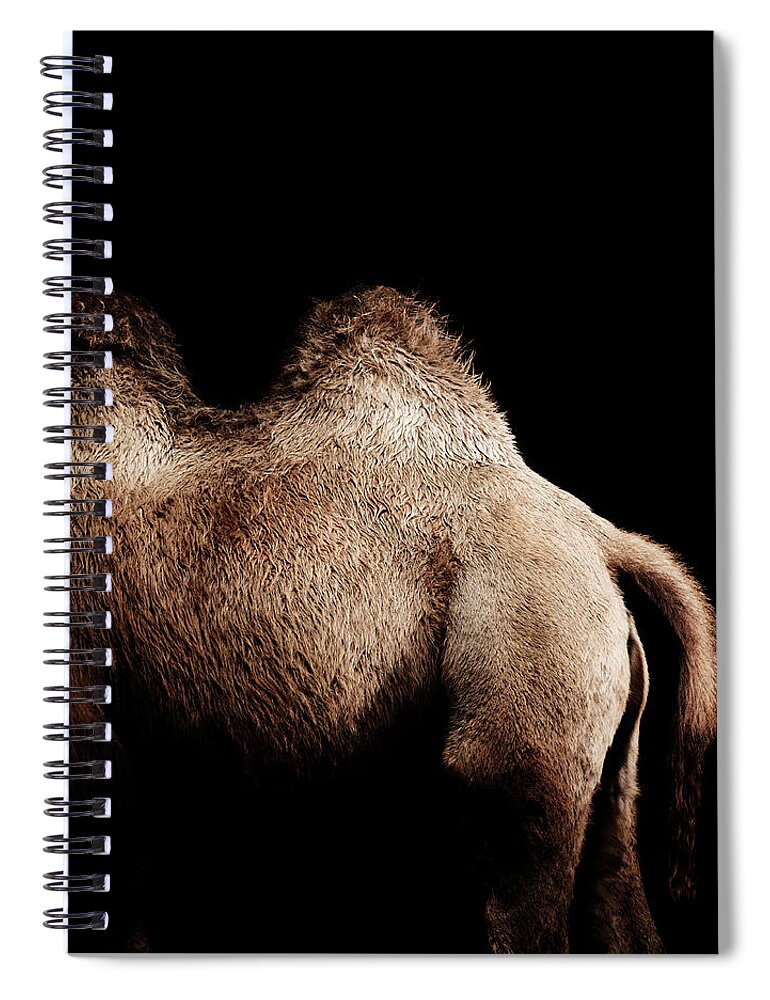 Majestic Spiral Notebook featuring the photograph Camel #1 by Henrik Sorensen