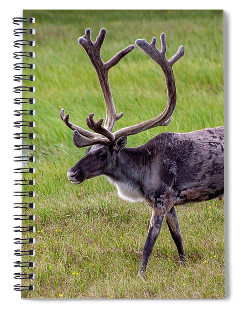 Caribou Spiral Notebook featuring the photograph Caribou Buck #1 by Anthony Jones