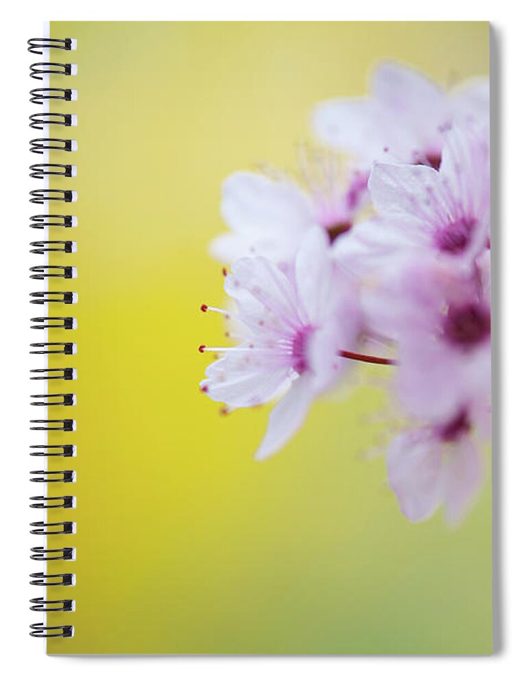 Season Spiral Notebook featuring the photograph Cerry Blossom #1 by Mmac72