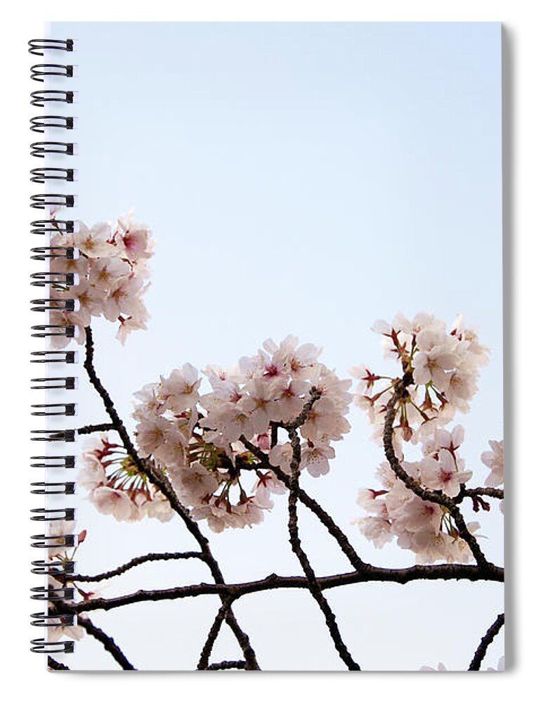 Meguro Ward Spiral Notebook featuring the photograph Cherry Blossom On Branch #1 by Japan From My Eye