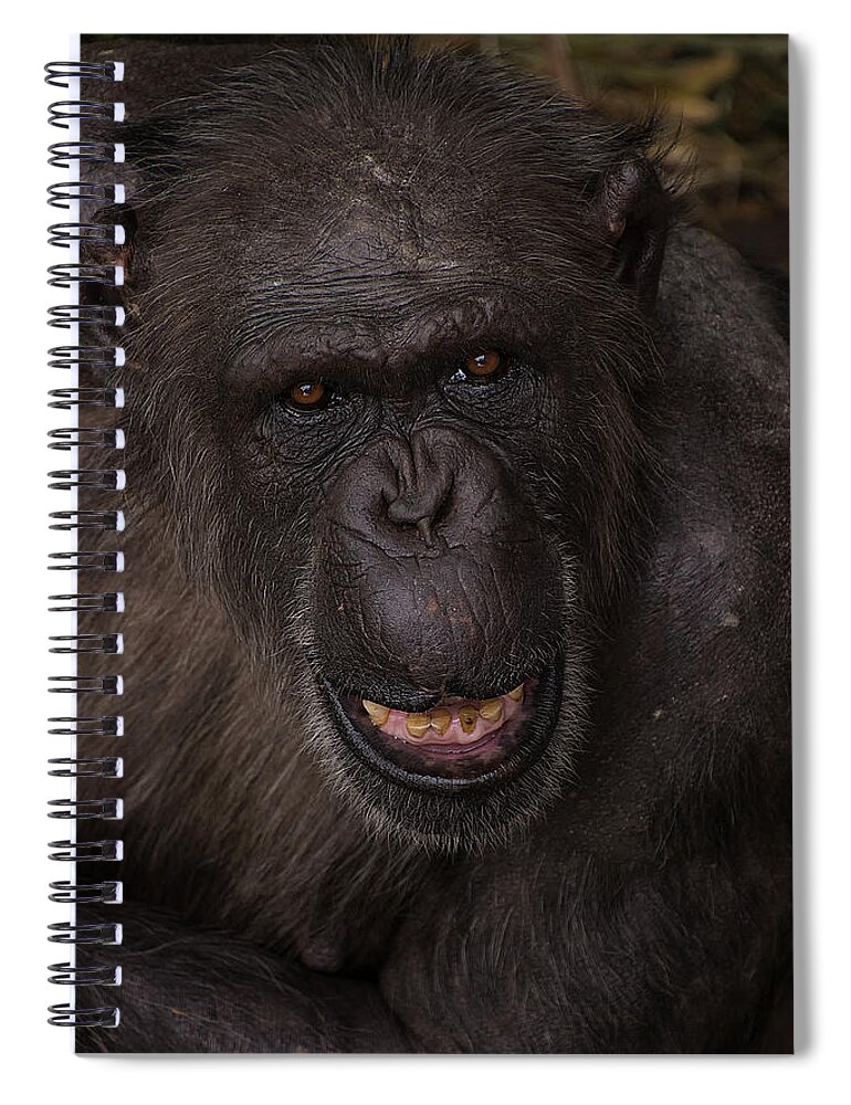 Chimpanzee Spiral Notebook featuring the photograph Chimpanzee #1 by Kuni Photography