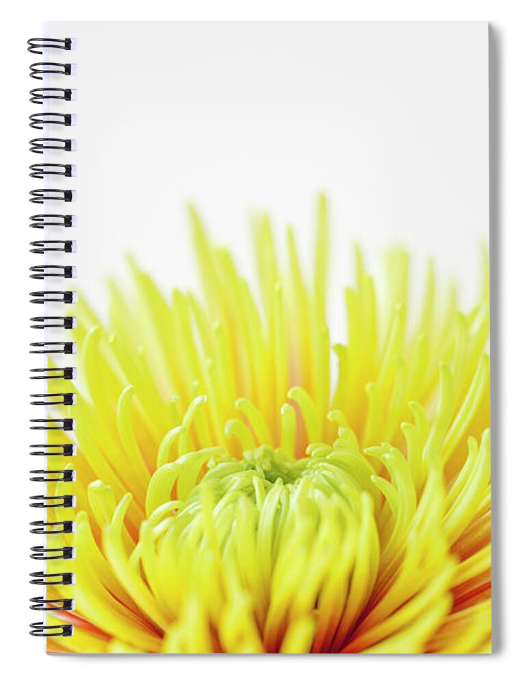White Background Spiral Notebook featuring the photograph Chrysanthemum Flower #1 by Nicholas Rigg