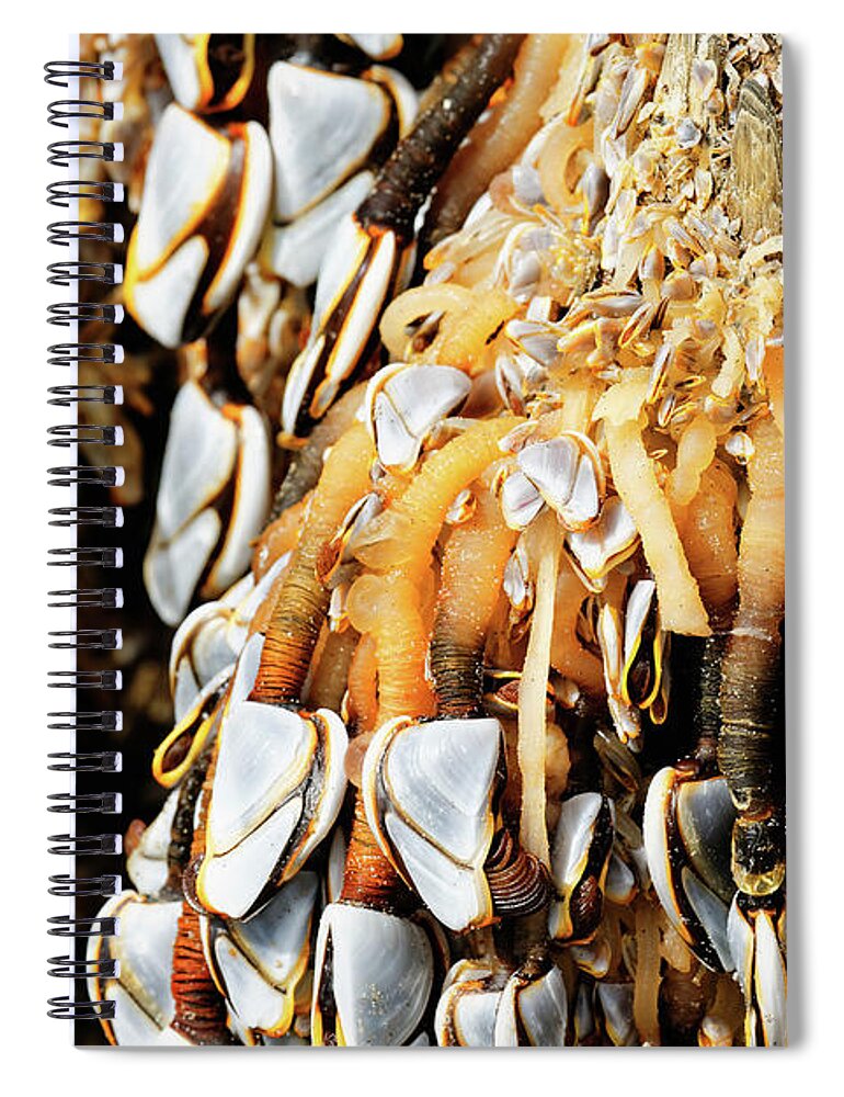 Goose Barnacles Spiral Notebook featuring the photograph Close up Gooseneck Barnacles Lepas anatifera attached to driftwo #1 by Robert C Paulson Jr