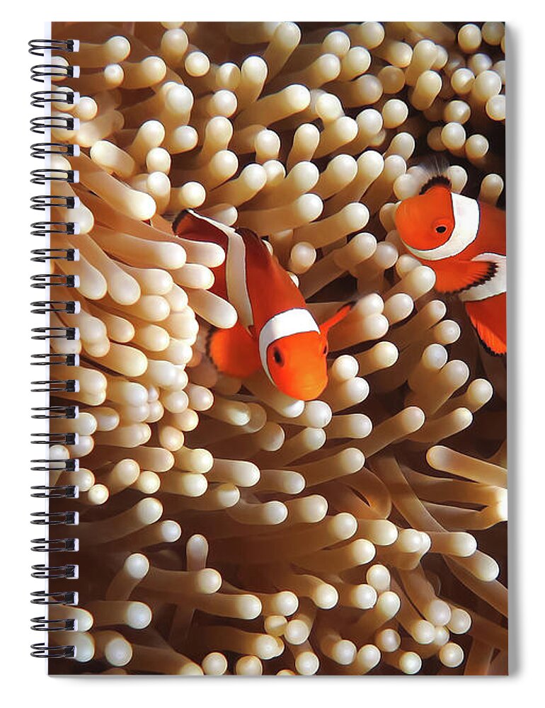 Underwater Spiral Notebook featuring the photograph Clownfish In Coral Garden - Southeast #1 by Fototrav