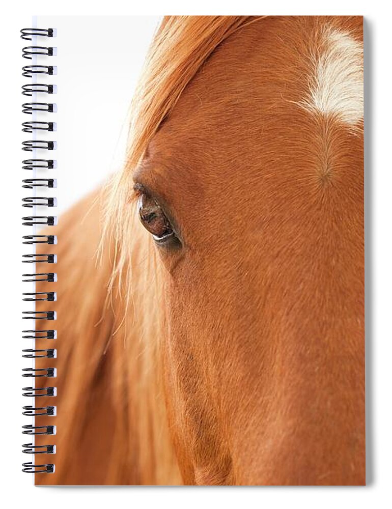 Horse Spiral Notebook featuring the photograph Desert Horse #1 by Eastview Photography