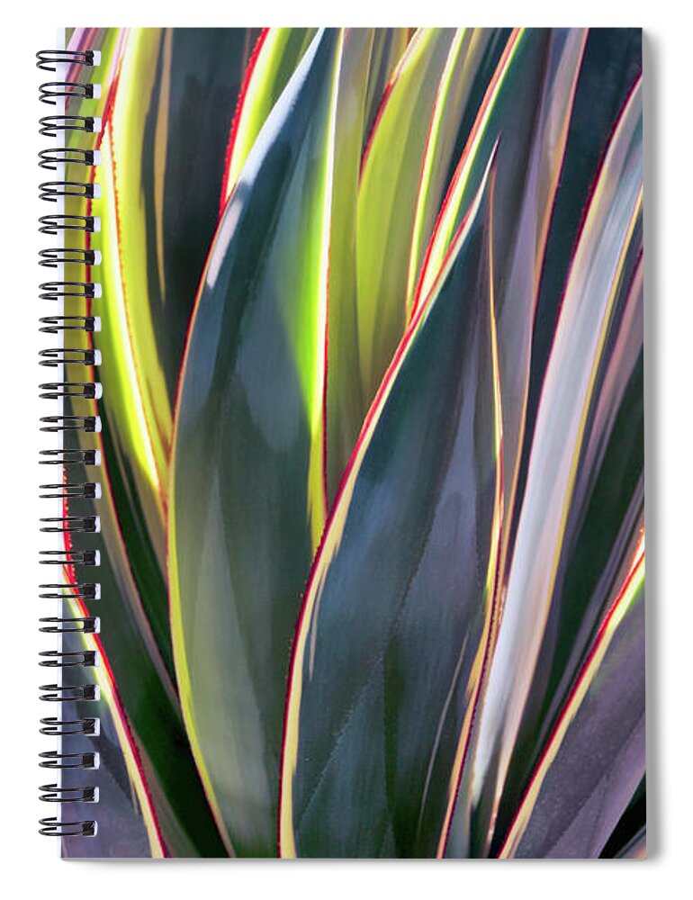 Agave Spiral Notebook featuring the photograph Edged in Light by Leda Robertson