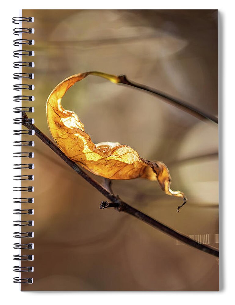 Fall Spiral Notebook featuring the photograph Nature Photography - Fall Leaves by Amelia Pearn