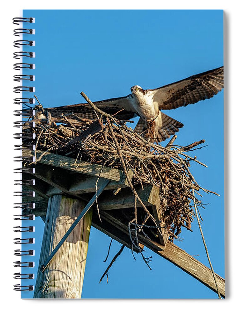 Osprey Spiral Notebook featuring the photograph Feathering The Nest by Cathy Kovarik