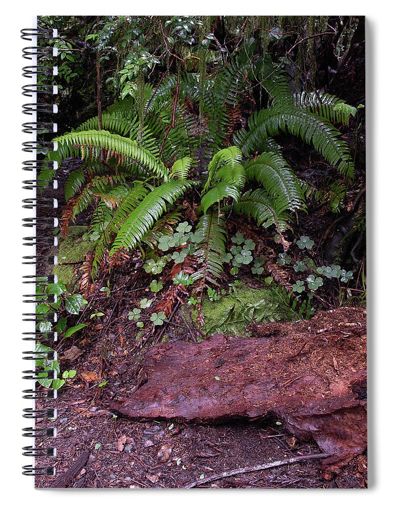 Fern Grove Spiral Notebook featuring the photograph Fern Grove Redwoods N. California #1 by Phyllis Spoor