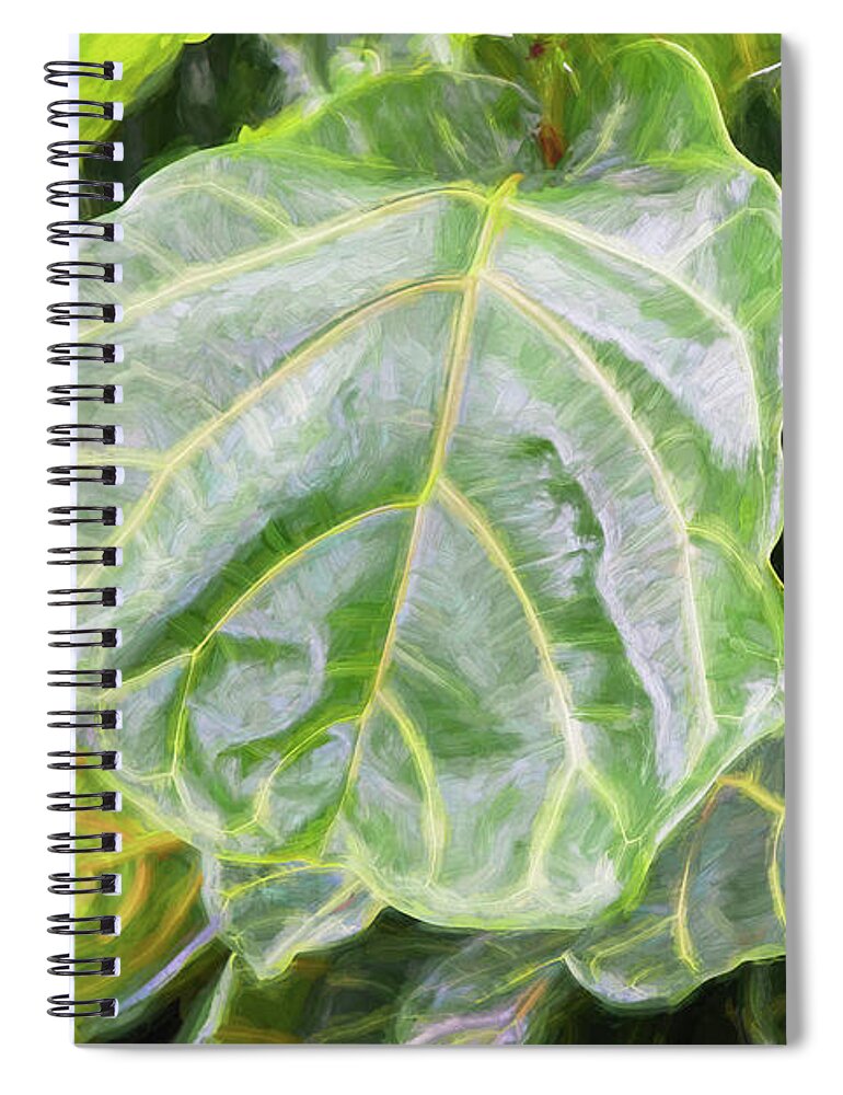 Fiddle Leaf Fig Tree Spiral Notebook featuring the photograph Fiddle Leaf Fig Tree 102 #1 by Rich Franco