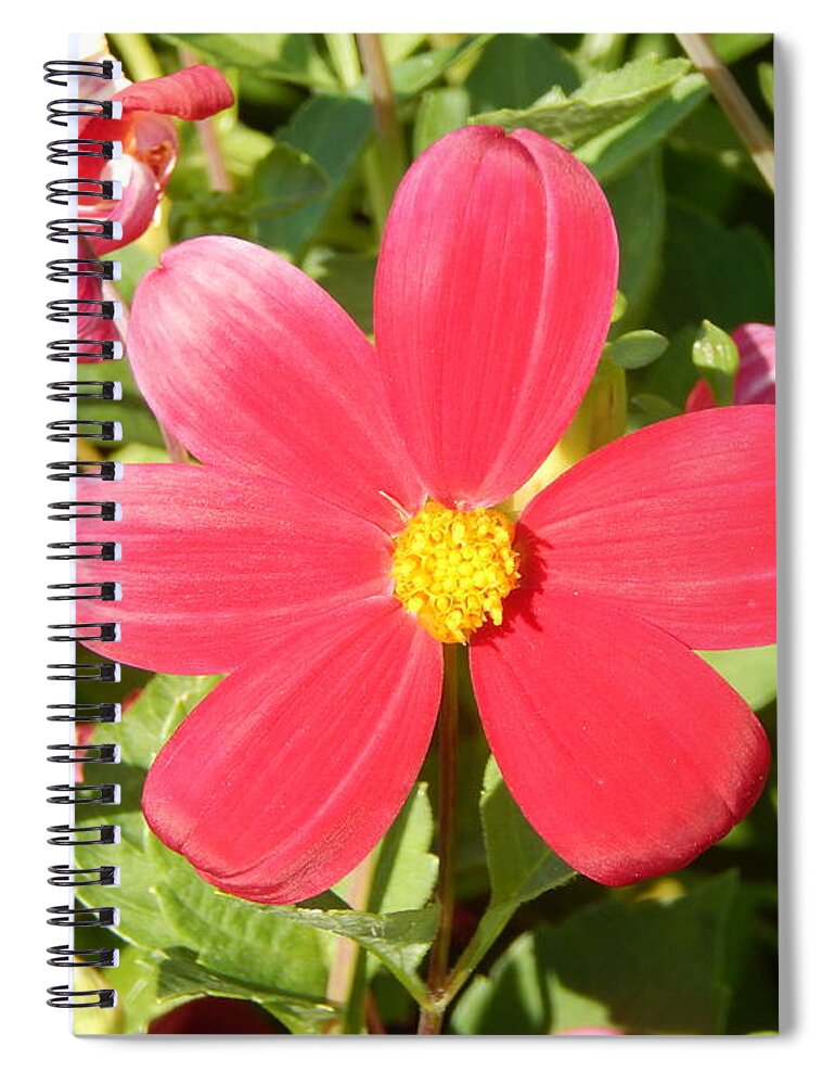 Background Spiral Notebook featuring the photograph Flowers in the garden and close-up for background #1 by Oleg Prokopenko