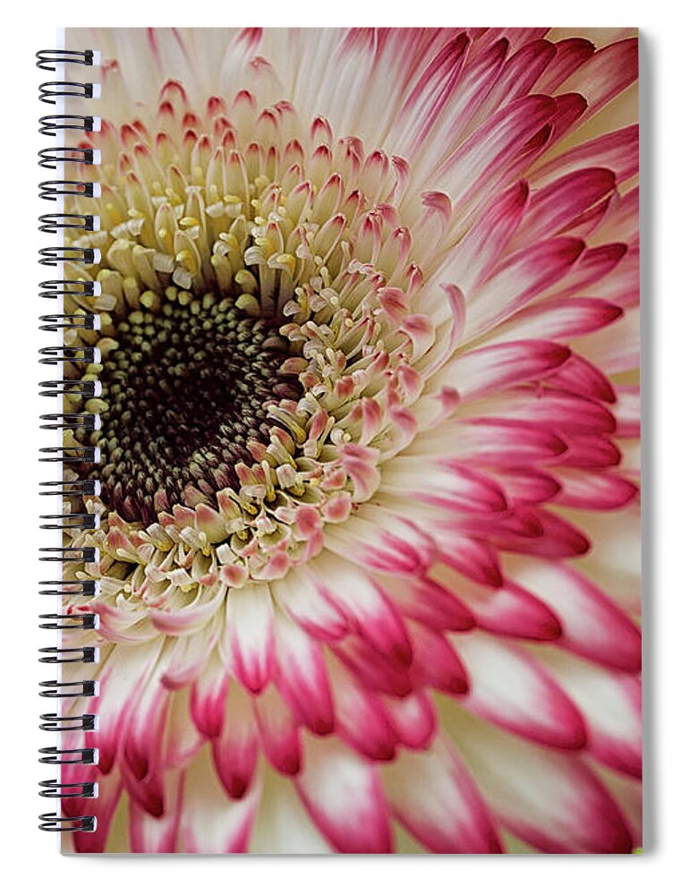 Floral Spiral Notebook featuring the photograph Gerbera daisy #1 by Shirley Mitchell