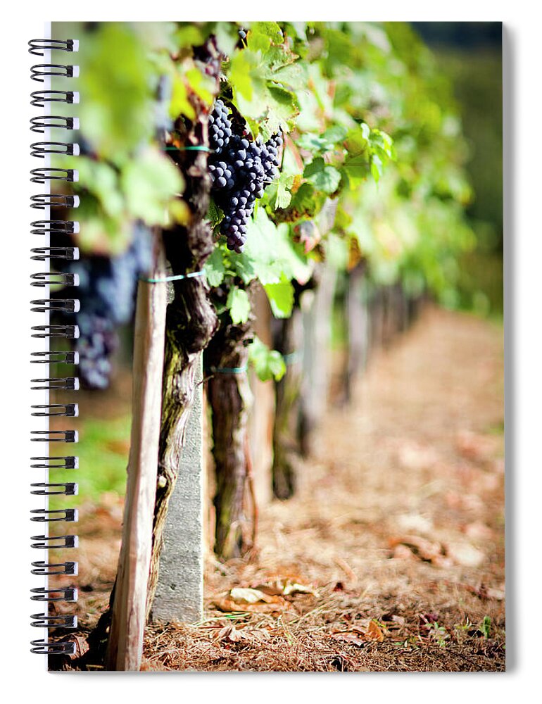 Slovenia Spiral Notebook featuring the photograph Grapevine In Autumn #1 by Mbbirdy