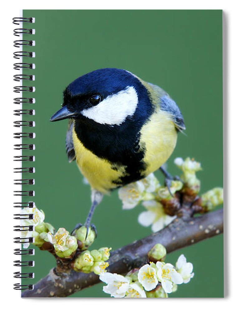 Songbird Spiral Notebook featuring the photograph Great Tit On A Blossoming Twig #1 by Schnuddel