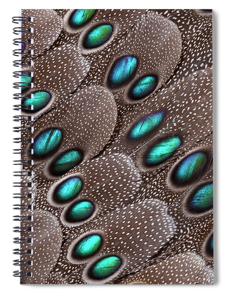 Natural Pattern Spiral Notebook featuring the photograph Grey Peacock Pheasant Tail Feather #1 by Darrell Gulin