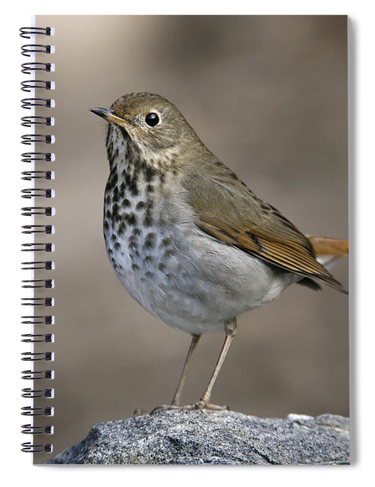American Bird Spiral Notebook featuring the photograph Hermit Thrush #1 by James Zipp