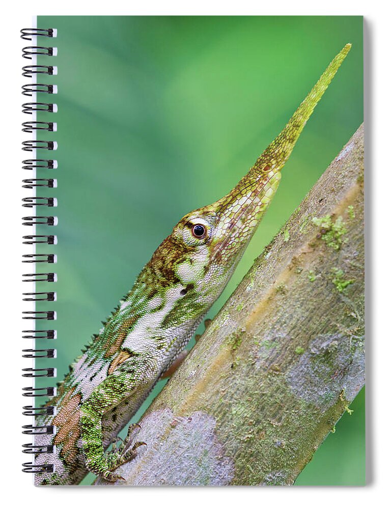 Disk1250 Spiral Notebook featuring the photograph Horned Anole Male #1 by James Christensen